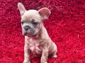 Renk renk French Bulldog Yavruları