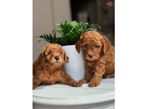 Toy Poodle Safkan Bebekler