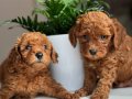 Toy Poodle Safkan Bebekler