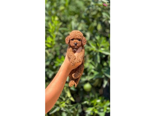 Toy poodle 