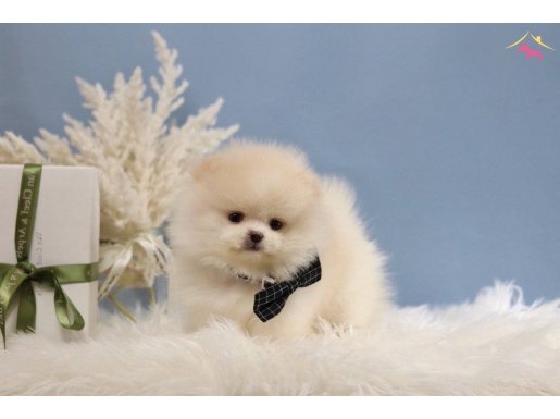 Teddy teacup pomeranian boo