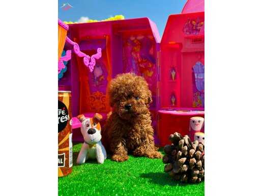 TOY POODLE RED BROWN