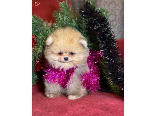 baby surat boo pomeranian