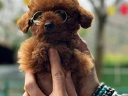 Kore orjinal micro poodle
