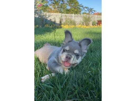 Fluffy french bulldog