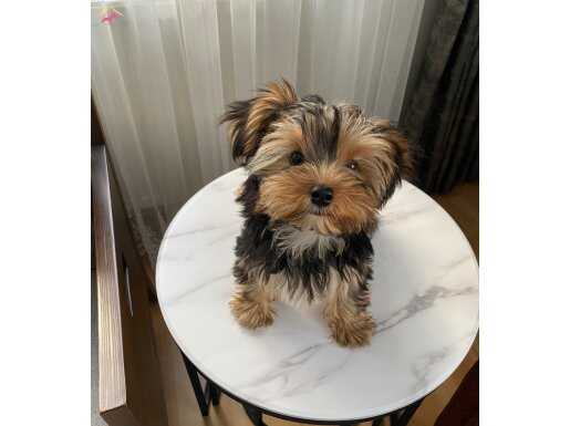 Ev doğumlu teacup Yorkshire terrier