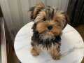 Ev doğumlu teacup Yorkshire terrier