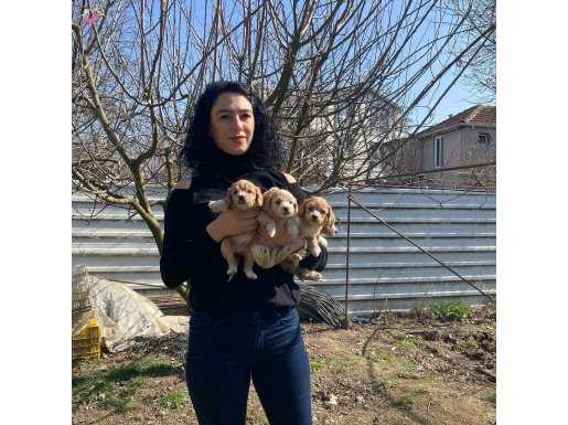 Dişi ve erkek maltipoo yavrularım sağlık ve ırk garantilidir