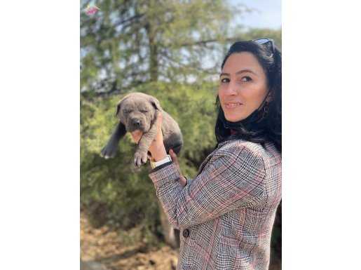 Cane corso blue ve siyah yavrularım sağlık ve ırk garantilid