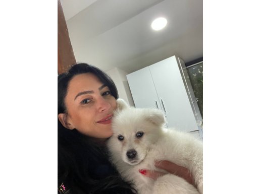 Samoyed yavrularım ırk ve sağlık garantilidir 