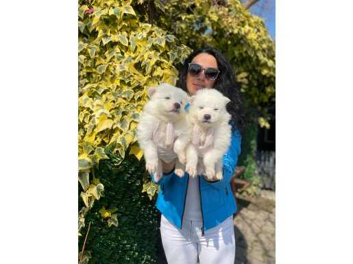 Samoyed yavrularım sağlık ve ırk garantilidir 