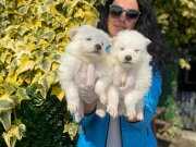 Samoyed yavrularım sağlık ve ırk garantilidir 