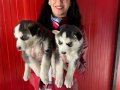 Husky yavrularım sağlık ve ırk garantilidir 