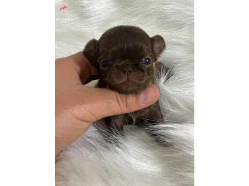Çikolata ( Chihuahua ) Şivava Bebekler 