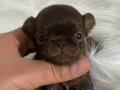 Çikolata ( Chihuahua ) Şivava Bebekler 