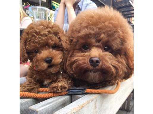 Toy Poodle Safkan Yavrularımız Nadir Renkler 