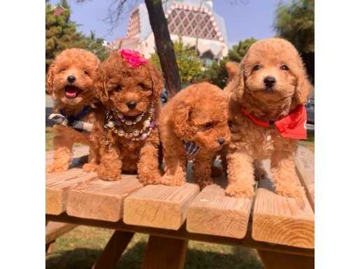 Toy Poodle Teacup Peluş görünümlü yavrularımız 