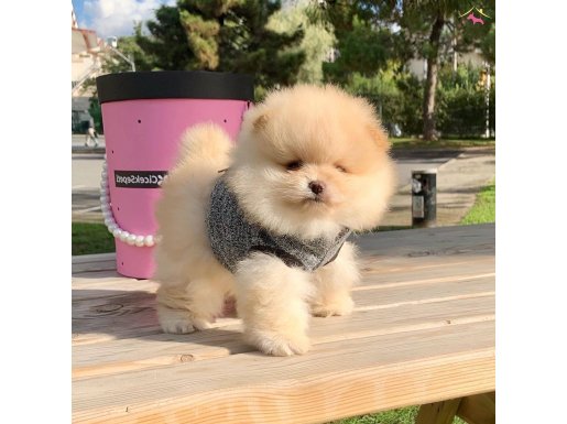 Pomeranian Boo Safkan Ayicik Surat Yavrularımız 