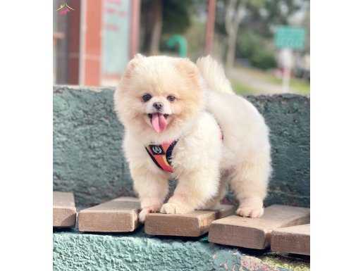 Pomeranian boo ayicik tip ırk garantili aşılar tam egitimli