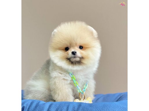 Pomeranian boo teddy bear egitimli aşılı yavrularımız 