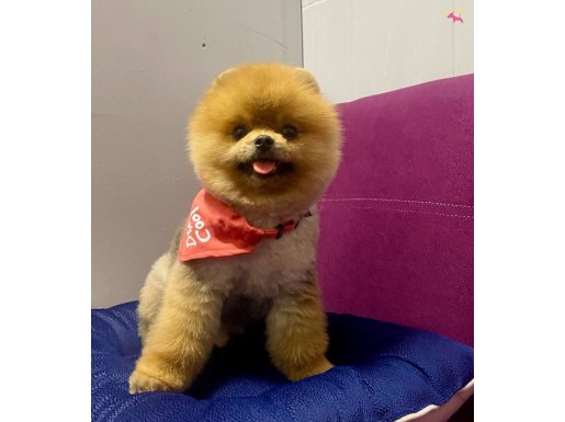 Pomeranian boo teddy bear ayı surat yetişkinler 