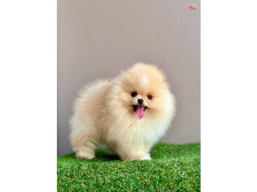 Pomeranian Boo Teddy Bear Yavrular Safkan Ruhsatlı Çiftlik