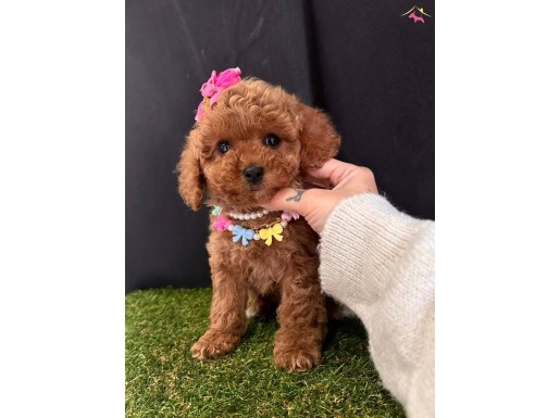 Toy Poodle Kore Tarım Bakanlığına Bağlı Çiftlikten