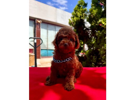 Toy poodle safkan anne babadan en ufak boy