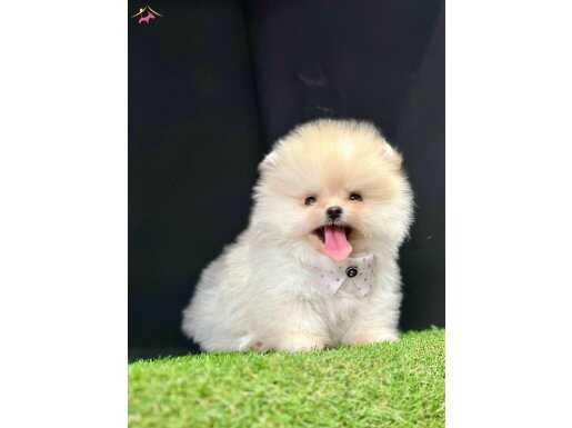 Pomeranian boo teddy bear safkan yavrularımız 