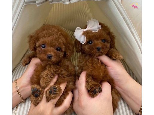 Toy poodle Kore kanı safkan yavrularımız 