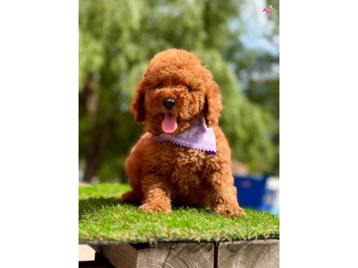 Toy Poodle Kore Yavrularımız Ruhsatlı Çiftlikten 