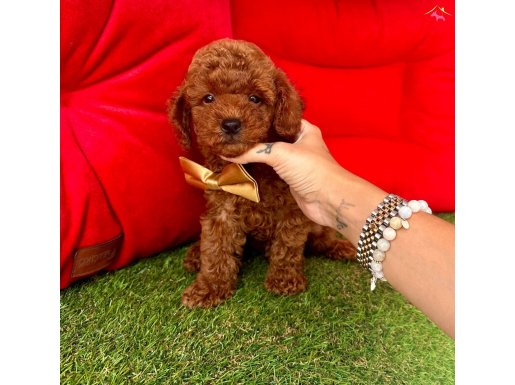 Toy Poodle Oyuncak boy ve surat üst kalite 