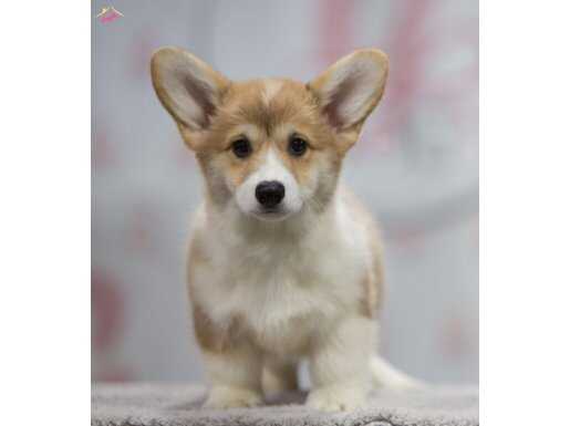 Welsh Corgi Pembroke Secereli Belgeli Yavrular 