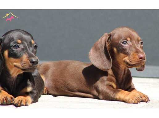 Dachshund Sosis Köpek Secereli Yavrular 