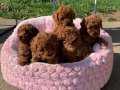 Toy Poodle Red Brown en ufak boy yavrularimiz 