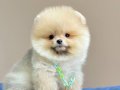 Pomeranian boo teddy bear egitimli aşılı yavrularımız 