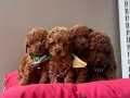 Toy Poodle red brown safkan belgeli egitimli yavrularımız 