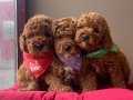 Toy Poodle red brown asili eğitimli belgeli yavrularımız 