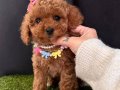 Toy Poodle Kore Tarım Bakanlığına Bağlı Çiftlikten