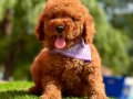 Toy Poodle Kore Yavrularımız Ruhsatlı Çiftlikten 