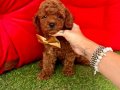 Toy Poodle Oyuncak boy ve surat üst kalite 