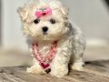 Maltese terrier en ufak boy kar beyaz yavrularımız 