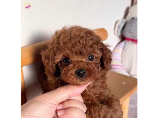 Mükemmel Toy Poodle 