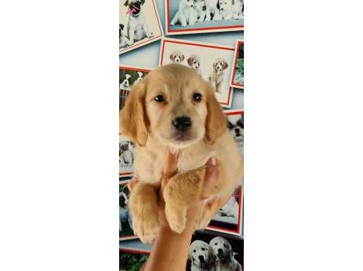 Bebek Yüzlü Irk Garantili Golden Retriever Yavrular   