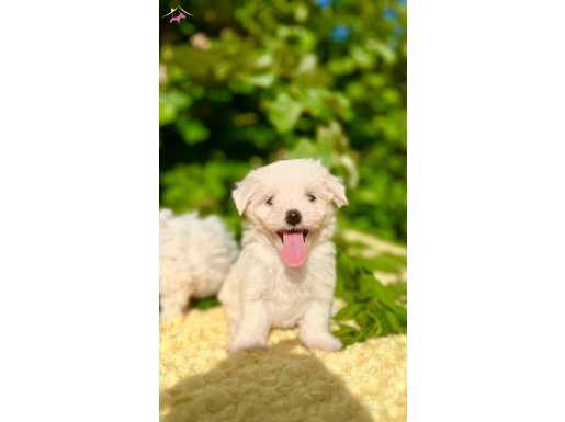 Kartopu Sevimli Irk Garantili Maltese Terrier Yavrular