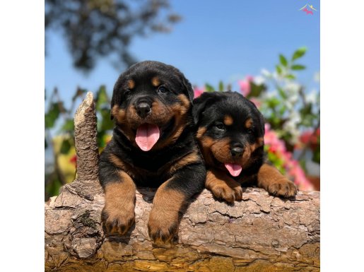 Dudak Isırtacak Güzellikte Heybetli Rottweiler Yavrular 