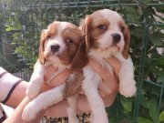 Şirin Yüzlü Cavalier King Charles Yavrular  