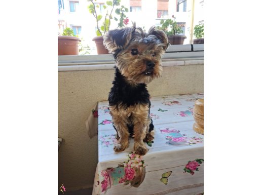 1 yaşında erkek mikro teacup yorkshire terrier karne,çip var