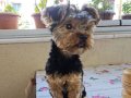 1 yaşında erkek mikro teacup yorkshire terrier karne,çip var