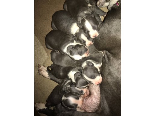 A KALİTE American Staffordshire yavrular son 5 adet 